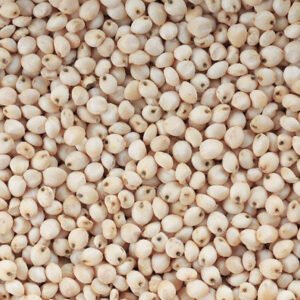 White Sorghum