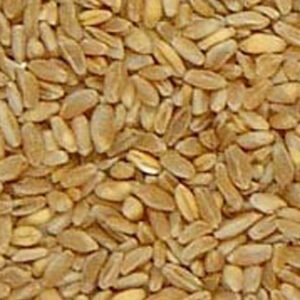 Durum Wheat
