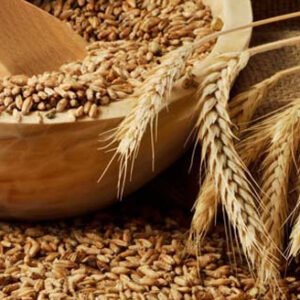 Lokwan Wheat