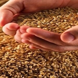 Sharbati Wheat